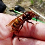 Ugriz stršljena - šta raditi kod kuće